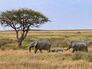 parque nacional del serengeti
